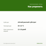 Мята Африканская (срезы/5шт) — как укоренить черенок