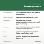 Мята Ананасная (0,1л) — параметры сорта