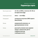 Мята Ананасная (0,1л) — параметры сорта