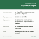 Мята Ананасная (срезы/5шт) — параметры сорта