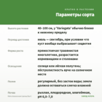 Мята Ананасная (срезы/5шт) — параметры сорта