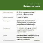 Мята Ананасная Вариегатная (0,1л) — параметры сорта