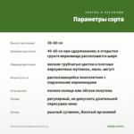 Мята Ананасная Вариегатная (0,1л) — параметры сорта