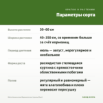 Мята Ананасная Вариегатная (срезы/5шт) — параметры сорта