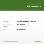 Мята Ананасная Вариегатная (срезы/5шт) — как укоренить черенок