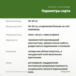 Мята Ананасная Вариегатная (срезы/5шт) — параметры сорта