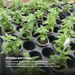 Мята Апельсиновая (0,1л) — откуда растение: вертикальная ферма Завода ФЛОРА в Кемерово