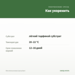 Мята Апельсиновая (срезы/5шт) — как укоренить черенок