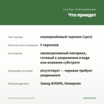 Мята Апельсиновая (срезы/5шт) — что приедет