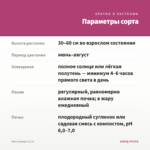 Мята Аврора (0,1л) — параметры сорта