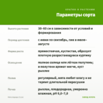 Мята Аврора (0,1л) — параметры сорта