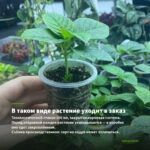 Мята Аврора (0,1л) — в таком виде растение уходит в заказ