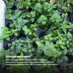 Мята Аврора (срезы/5шт) — откуда растение: вертикальная ферма Завода ФЛОРА в Кемерово