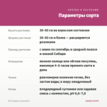 Мята Аврора (срезы/5шт) — параметры сорта