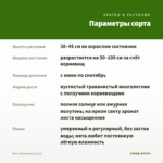 Мята Банановая (0,1л) — параметры сорта