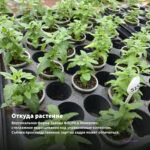 Мята Банановая (0,1л) — откуда растение: вертикальная ферма Завода ФЛОРА в Кемерово