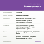 Мята Банановая (0,1л) — параметры сорта