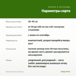 Мята Банановая (срезы/5шт) — параметры сорта
