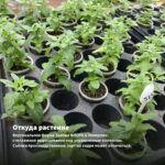 Мята Барбарис (0,1л) — откуда растение: вертикальная ферма Завода ФЛОРА в Кемерово
