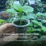 Мята Барбарис (0,1л) — в таком виде растение уходит в заказ