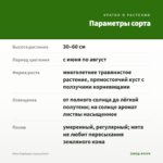 Мята Барбарис (срезы/5шт) — параметры сорта