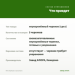 Мята Барбарис (срезы/5шт) — что приедет
