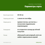 Мята Бергамот (0,1л) — параметры сорта