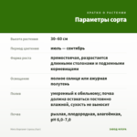 Мята Бергамот (срезы/5шт) — параметры сорта