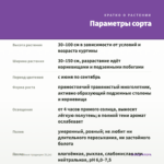 Мята Чайные традиции (0,1л) — параметры сорта