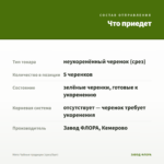 Мята Чайные традиции (срез/5шт) — что приедет