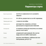Мята Черная Смородина (0,1л) — параметры сорта