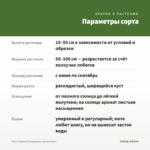 Мята Черная Смородина (срезы/5шт) — параметры сорта