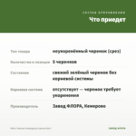 Мята Черная Смородина (срезы/5шт) — что приедет