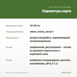 Мята Черная Смородина (срезы/5шт) — параметры сорта