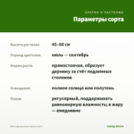 Мята Цитрусовая (срезы/5шт) — параметры сорта