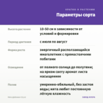 Мята Даблминт (0,1л) — параметры сорта
