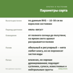 Мята Даблминт (срез/5шт) — параметры сорта