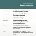 Мята Дюшес (срезы/5шт) — параметры сорта
