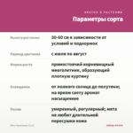 Мята Фруктовая (0,1л) — параметры сорта