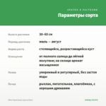 Мята Фруктовая (срезы/5шт) — параметры сорта