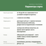 Мята Фруктовый десерт (0,1л) — параметры сорта