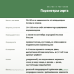 Мята Фруктовый десерт (0,1л) — параметры сорта