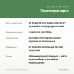 Мята Фруктовый десерт (срезы/5шт) — параметры сорта