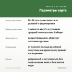 Мята Голубая (срезы/5шт) — параметры сорта