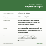 Мята Голубая (срезы/5шт) — параметры сорта
