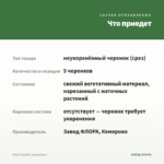 Мята Голубая (срезы/5шт) — что приедет
