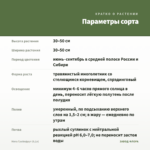 Мята Грейпфрут (0,1л) — параметры сорта