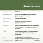 Мята Грейпфрут (срез/5шт) — параметры сорта