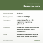 Мята Грейпфрут (срез/5шт) — параметры сорта