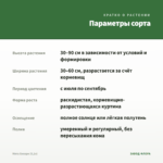 Мята Хилари (0,1л) — параметры сорта